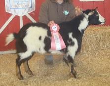Bells Goats Kay
